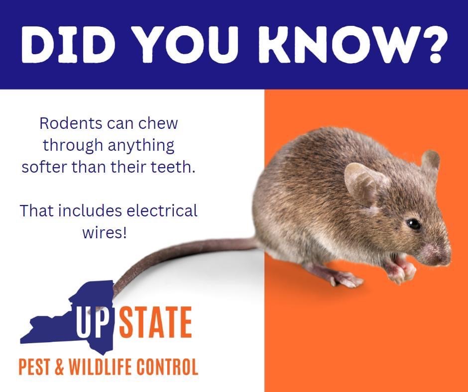 Rodent Control Tips for Homeowners